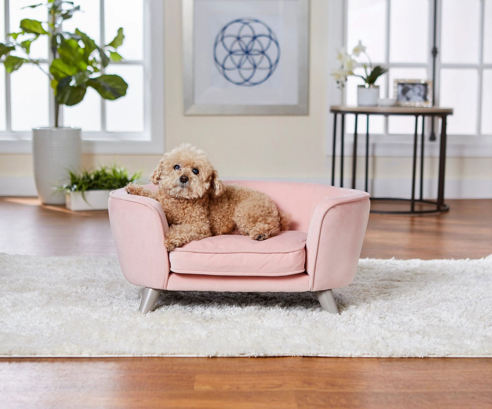 pet sofa